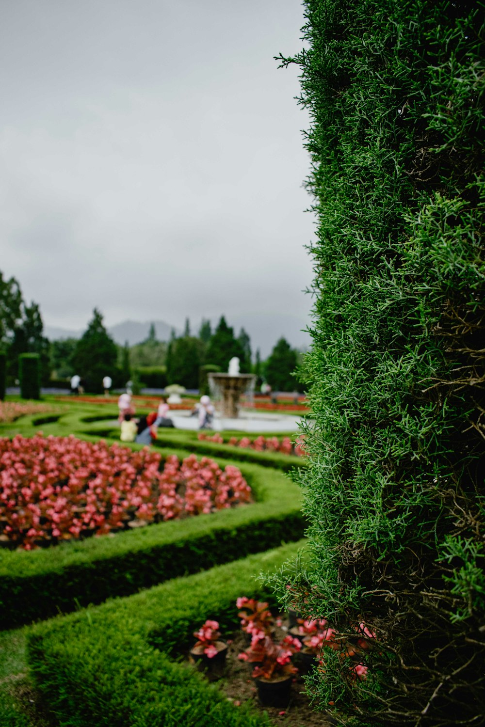 a lush green hedge next to a flower garden