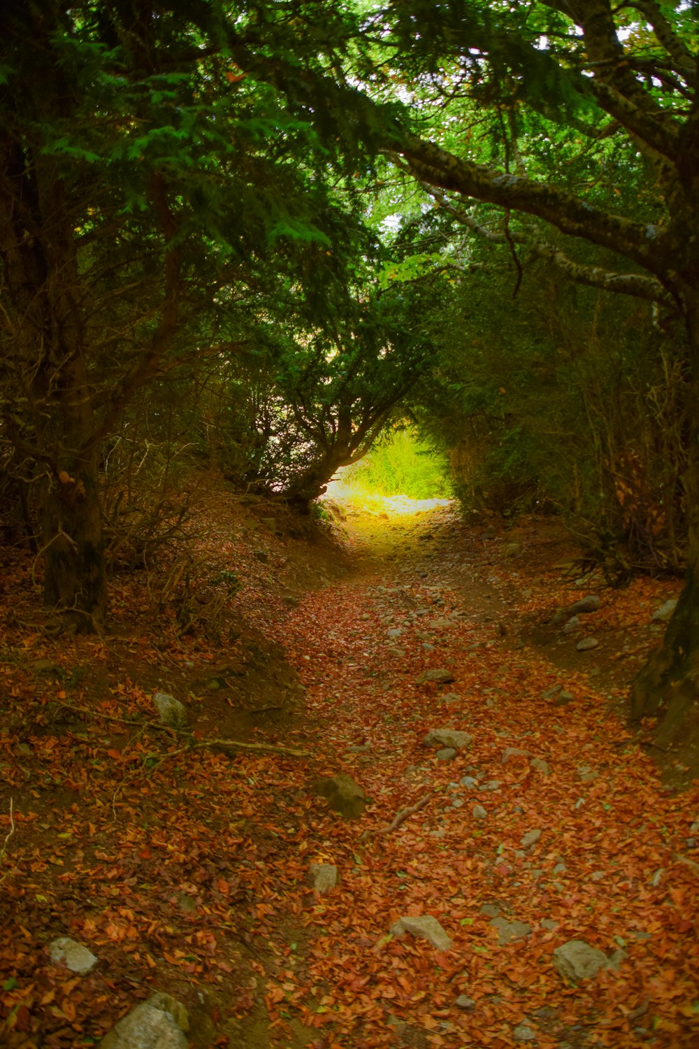 a dirt road surrounded by trees and leaves