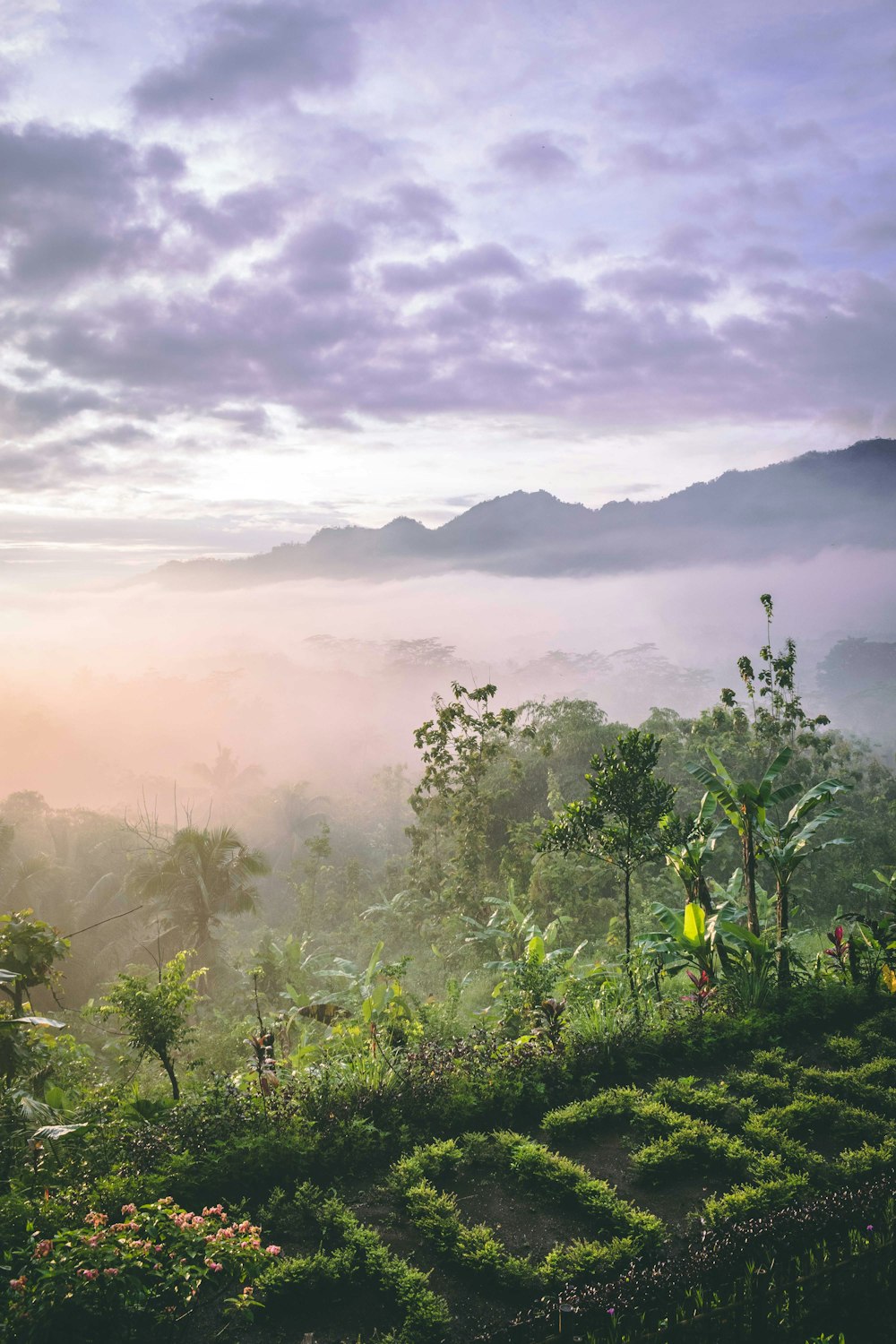 photo of foggy moutnain and decorative garden