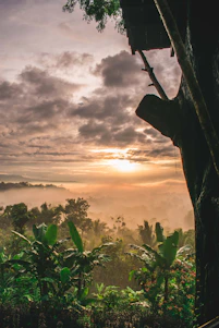 A serene golden-hued sunrise over the Amazon rainforest, highlighting lush trees and a winding river.