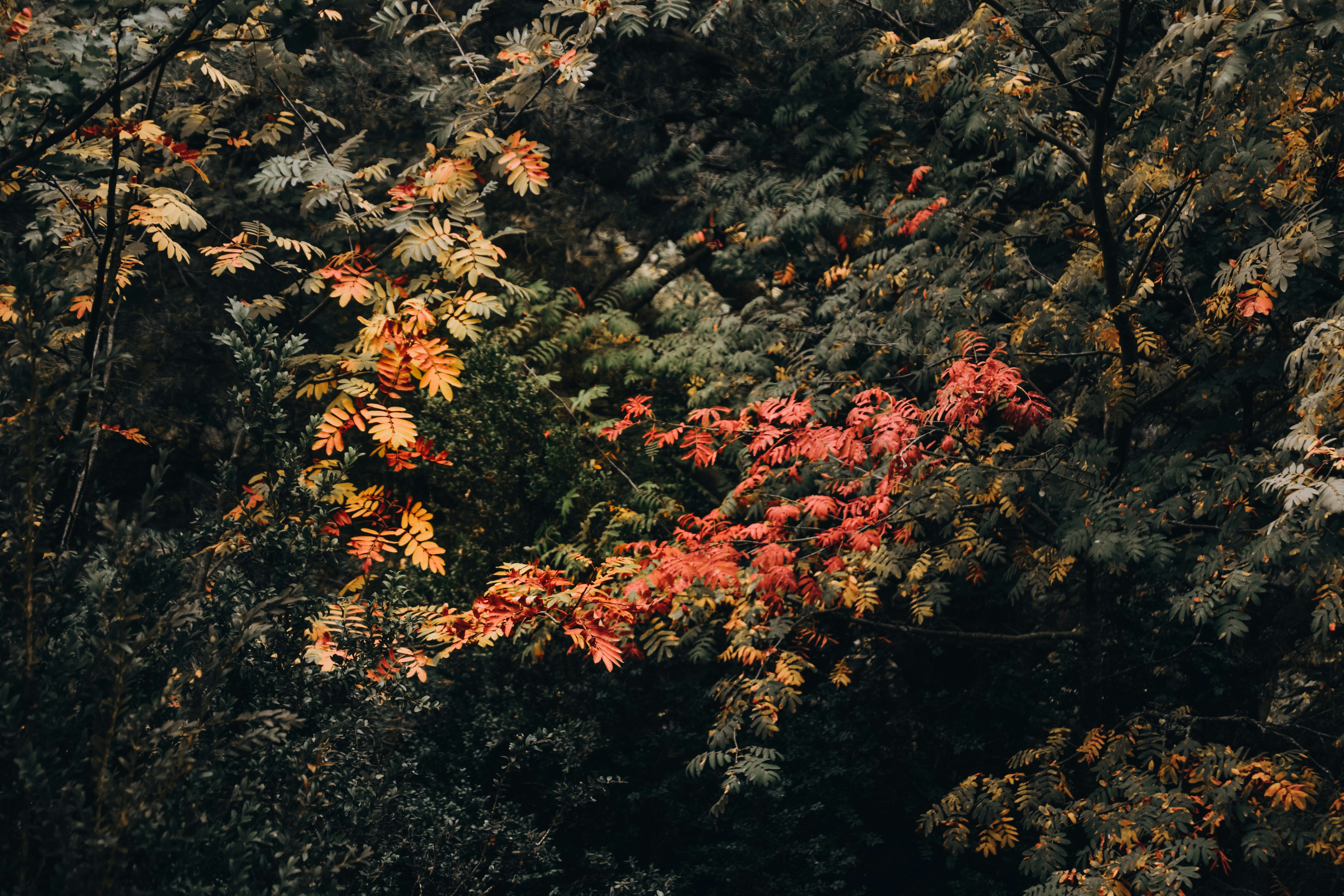秋のイベント ハロウィン
