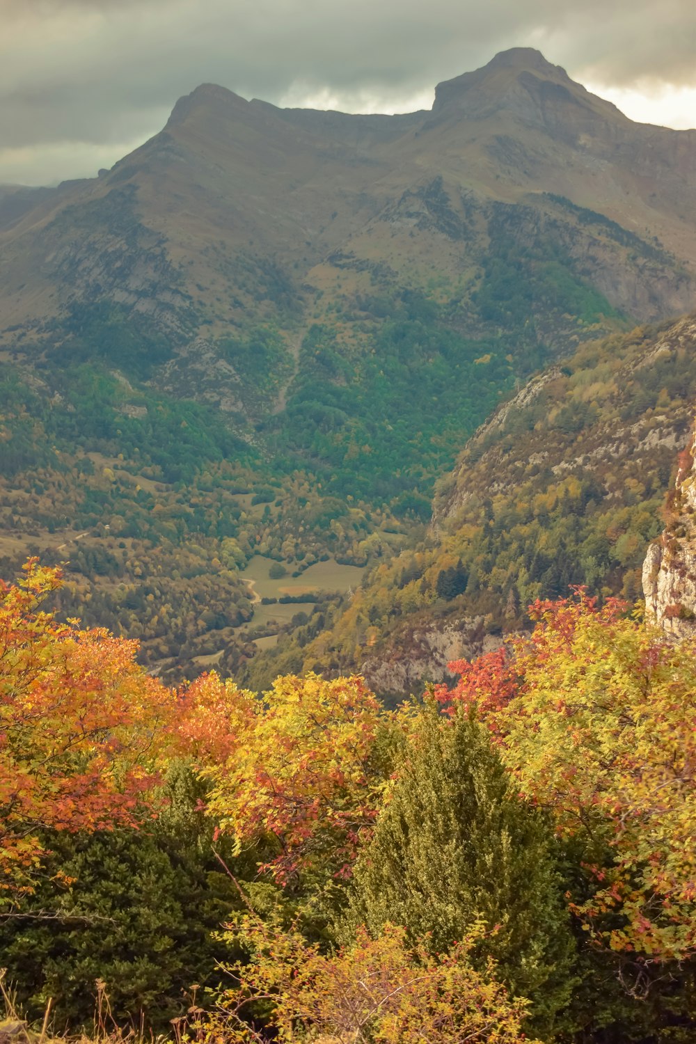 aerial photo of trees on mountain