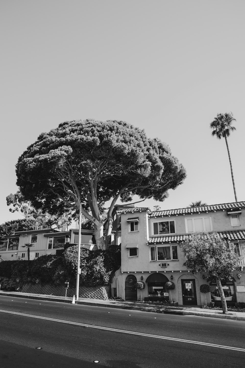 grayscale photo of tree between buildings