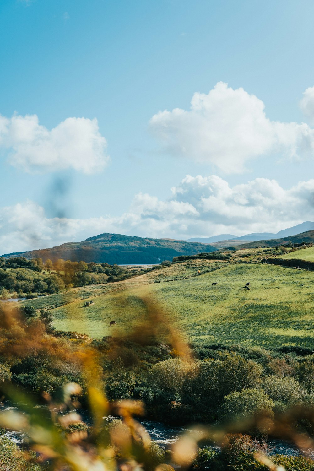 trees on hill