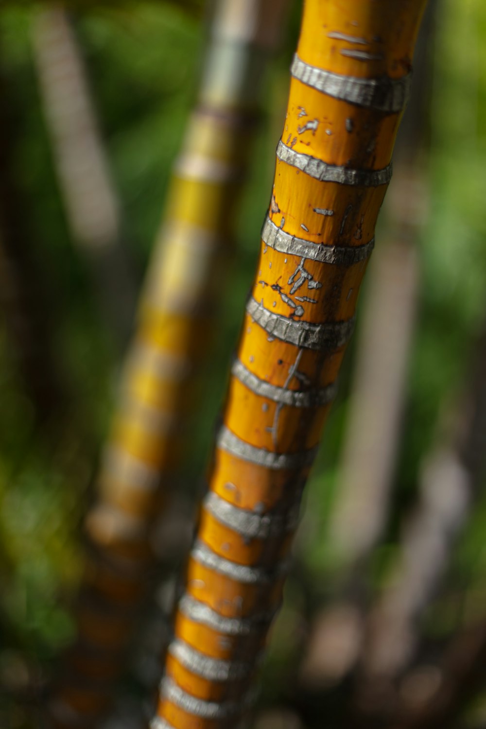 yellow bamboo