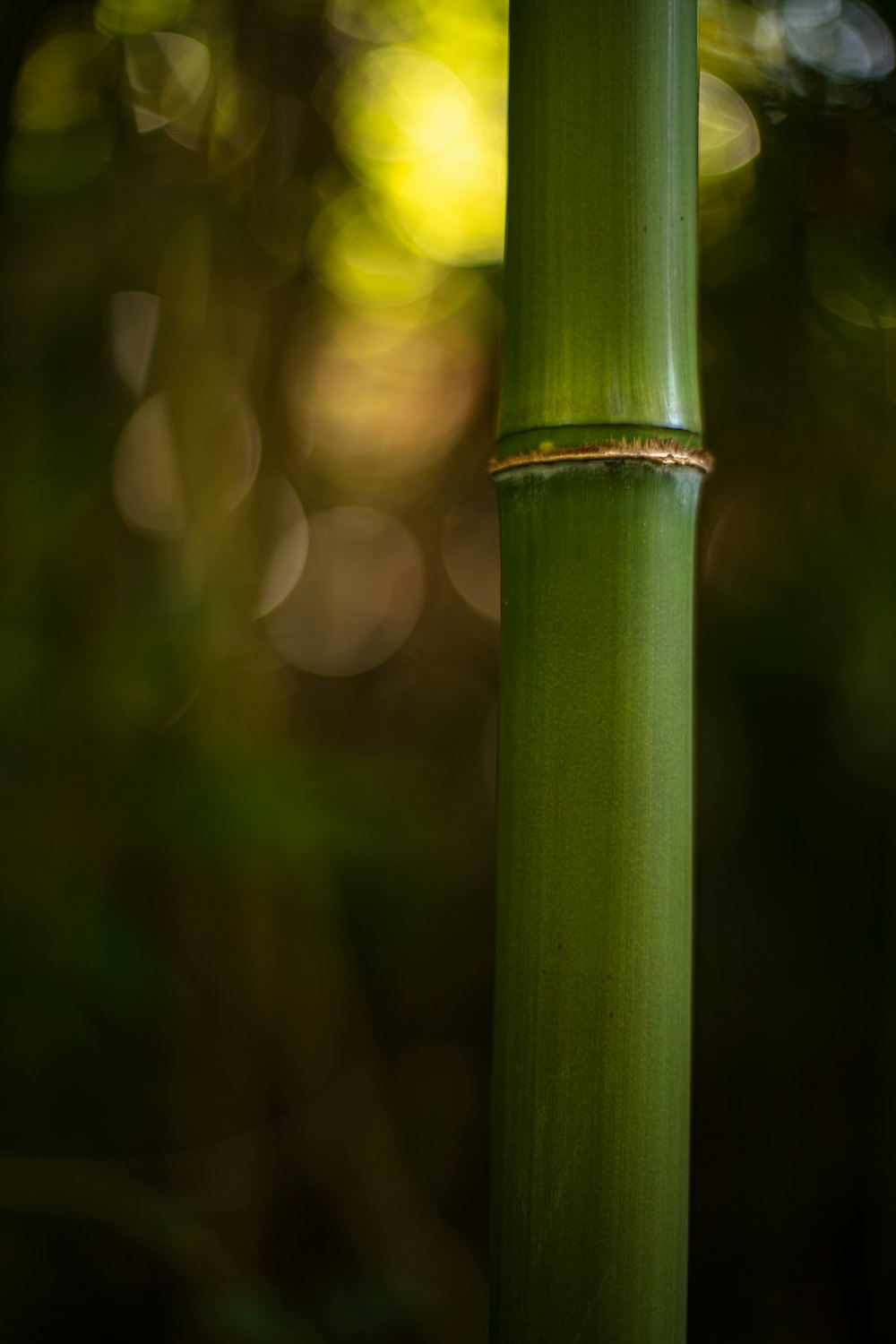 grüner Stiel mit Wassertropfen