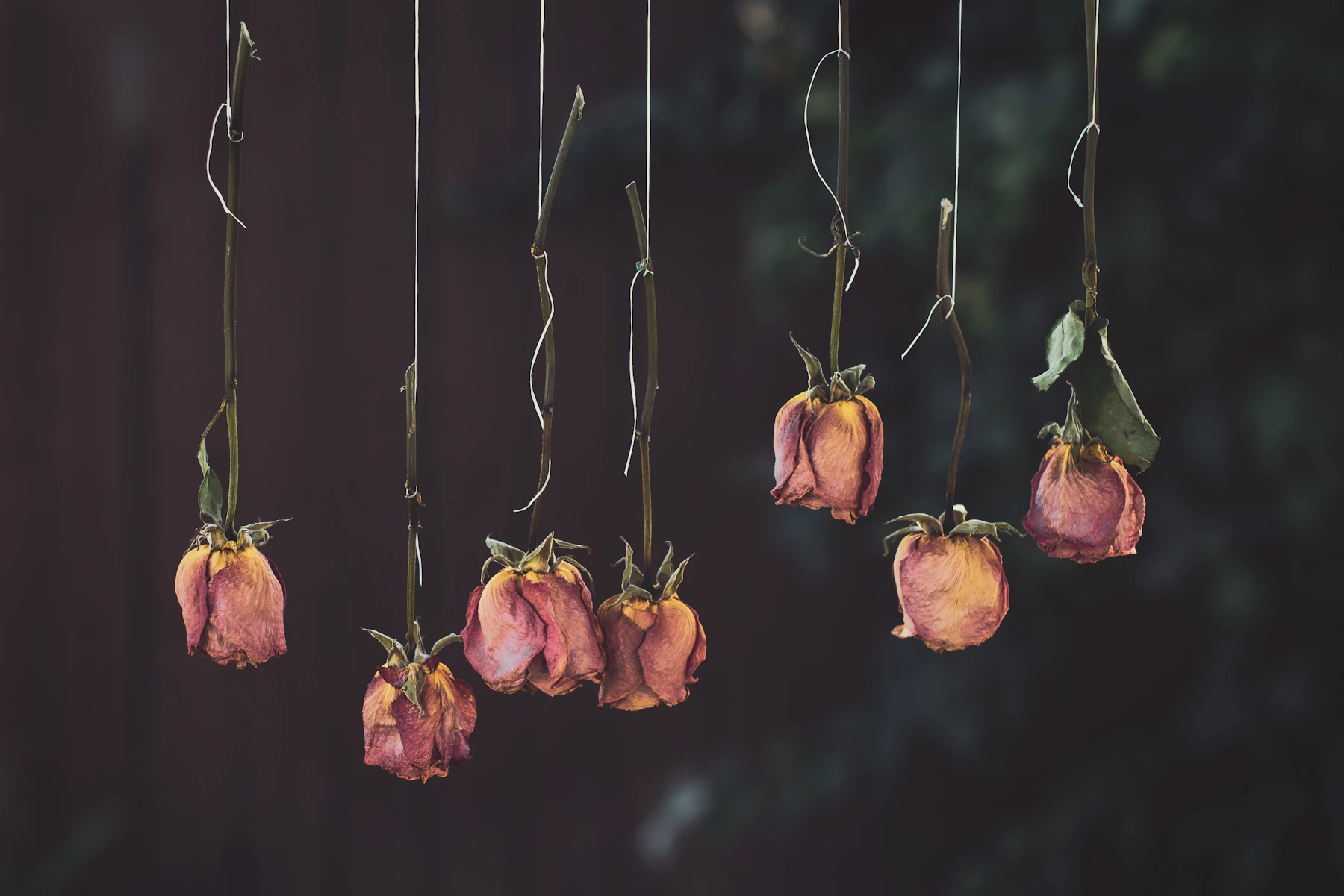 Seven roses hung head down on strings against a dark background, their petals dried to dusty pink and orange