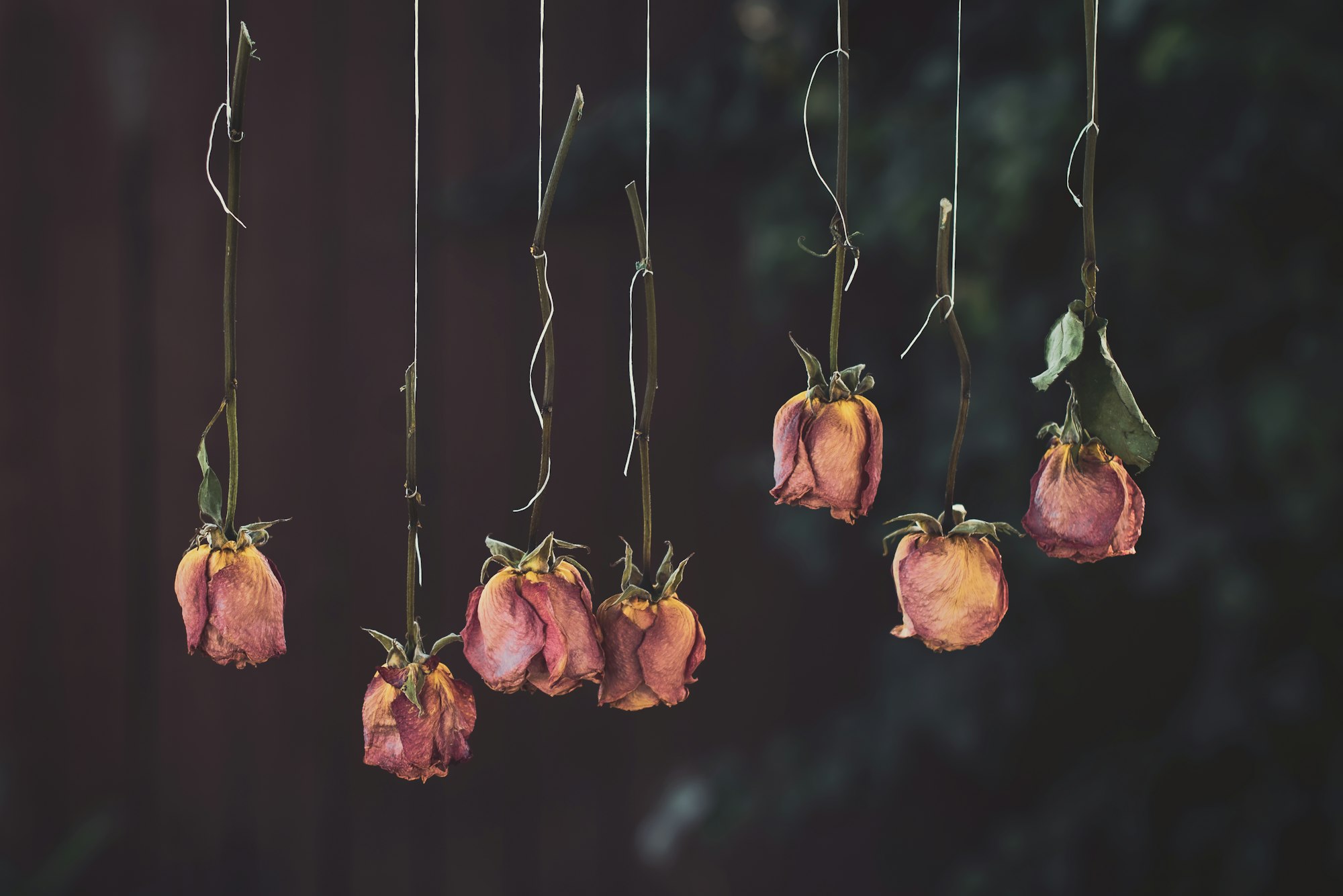 Drying roses