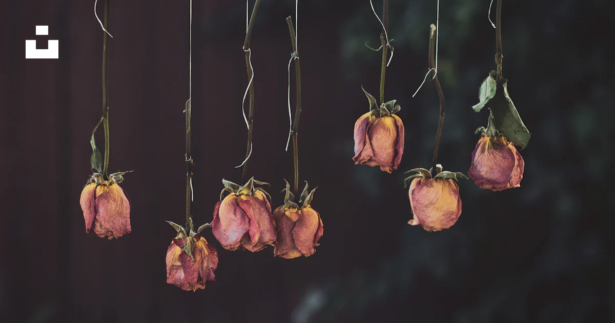 Seven red roses photo – Free Dry Image on Unsplash
