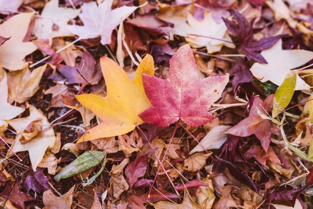 Foto mit flachem Fokus von getrockneten Blättern
