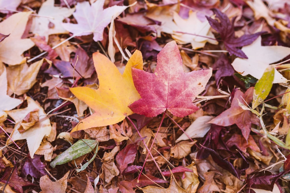 shallow focus photo of dried leaves