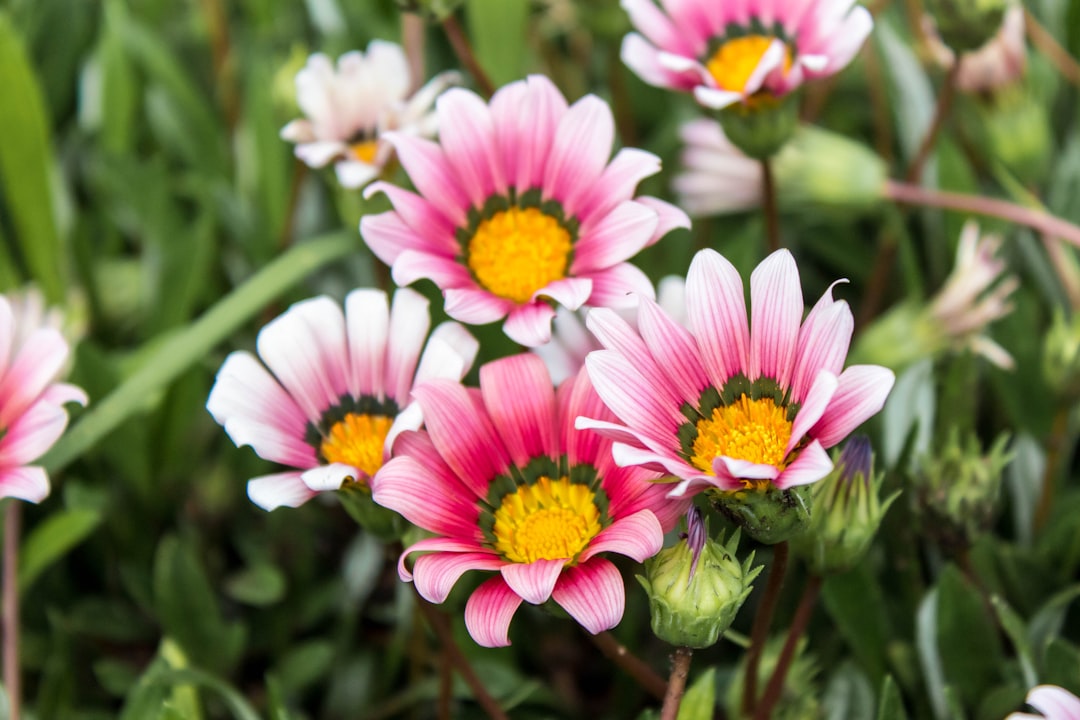 shallow focus photo of pink flowers,