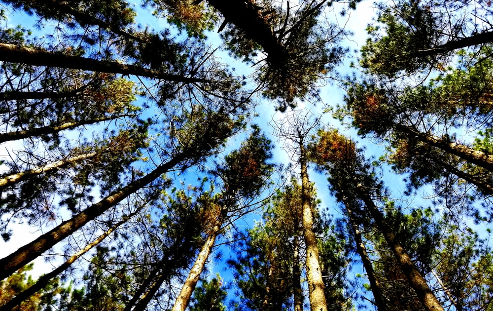 Fotografia de vermes-olho-vista de árvores de folhas verdes