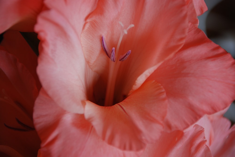 ピンクの花の浅い焦点の写真