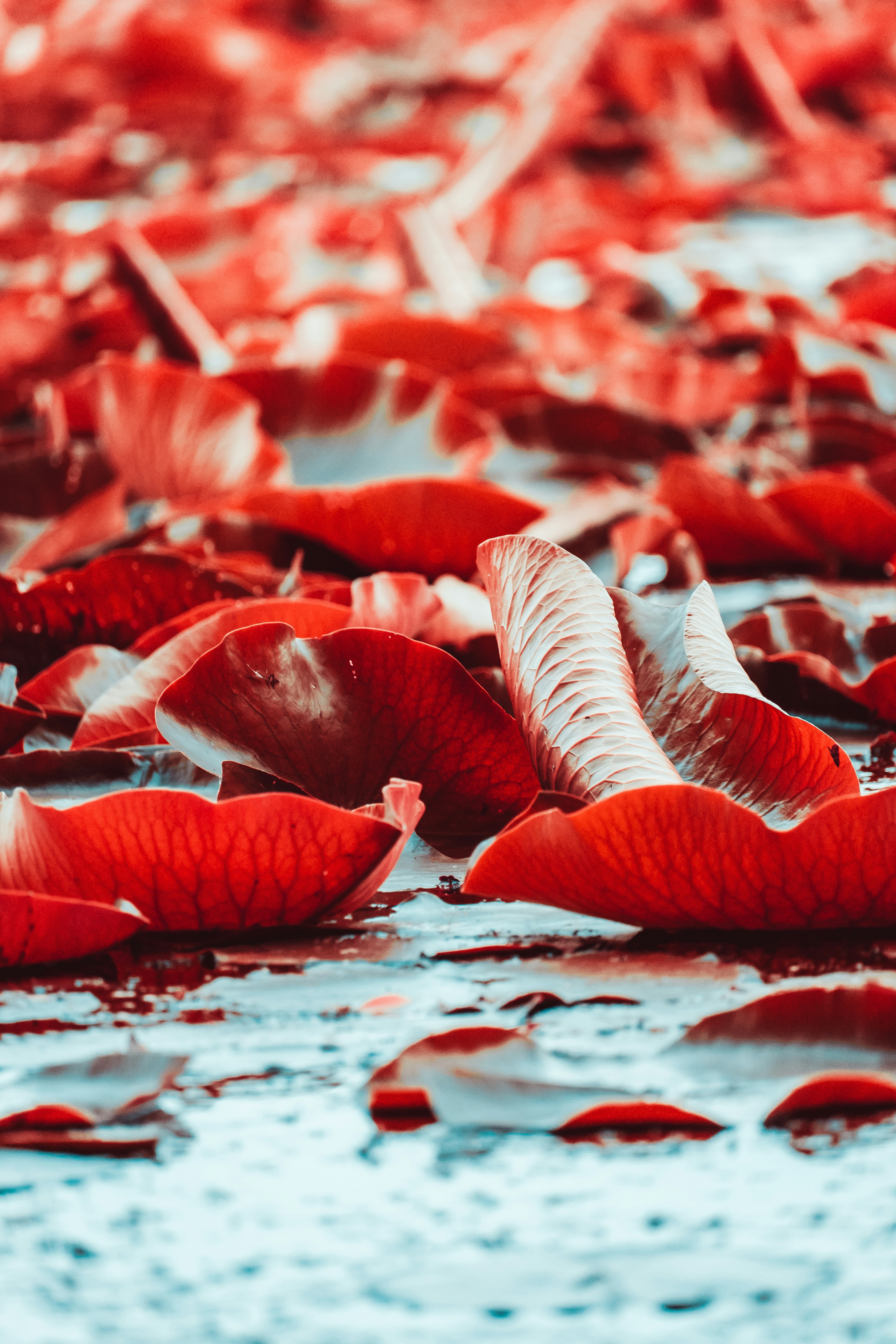 Artificial Plants Collection