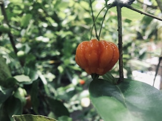 Close-up of ripe tropical fruits hanging on lush green branches in a sunny garden.