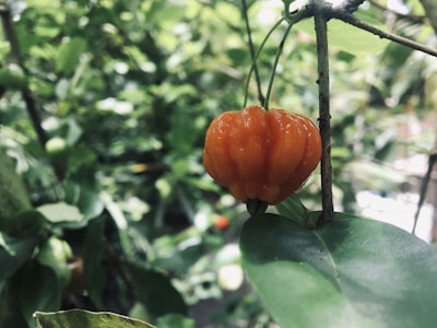 Close-up of ripe tropical fruits hanging on lush green branches in a sunny garden.
