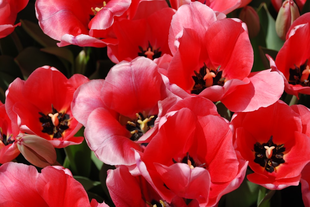 shallow focus photography of red flowers