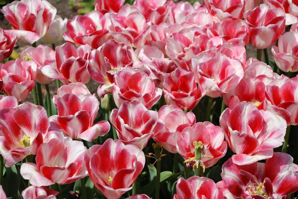 pink tulip flowers in full bloom