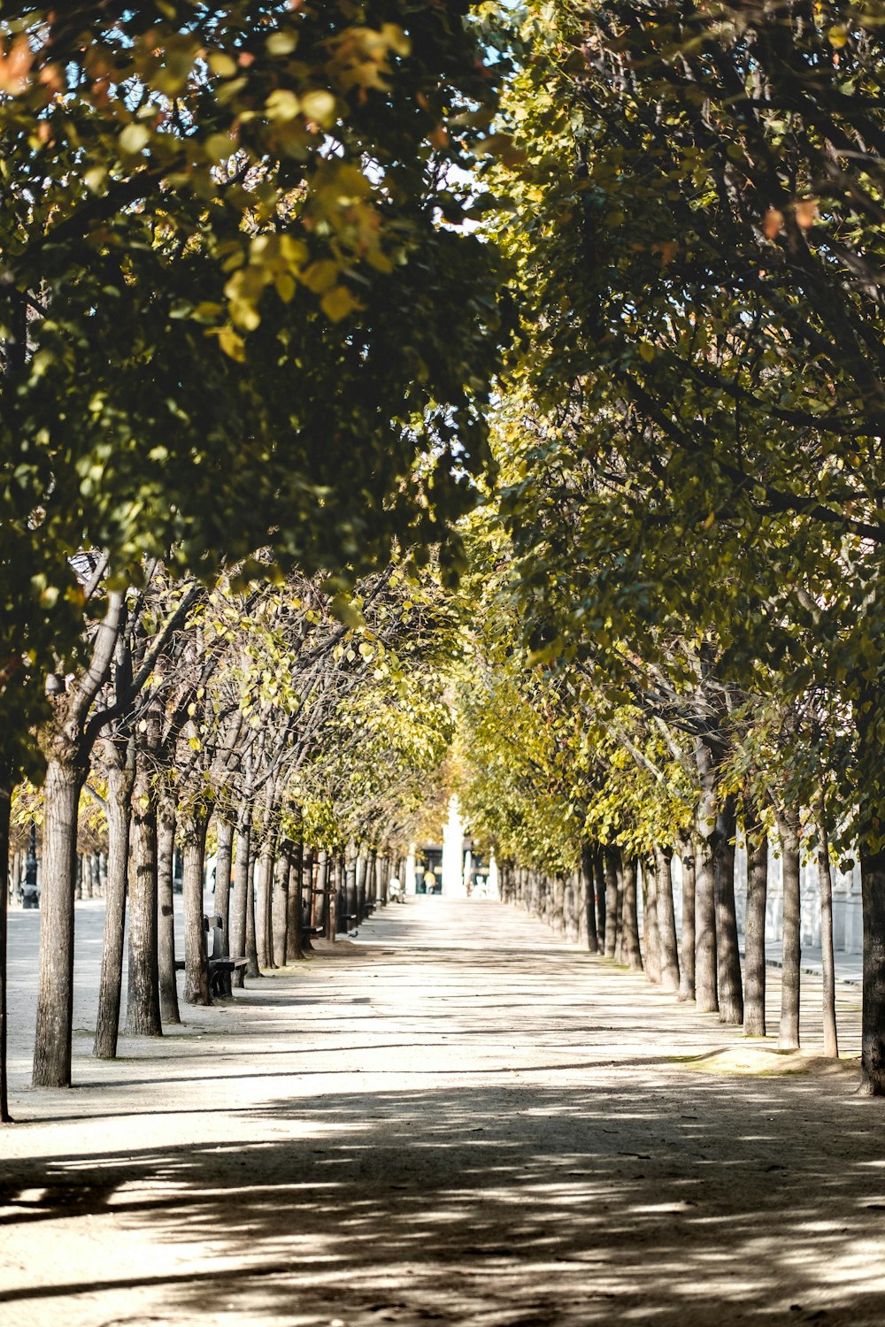 brown wooden pathway between trees