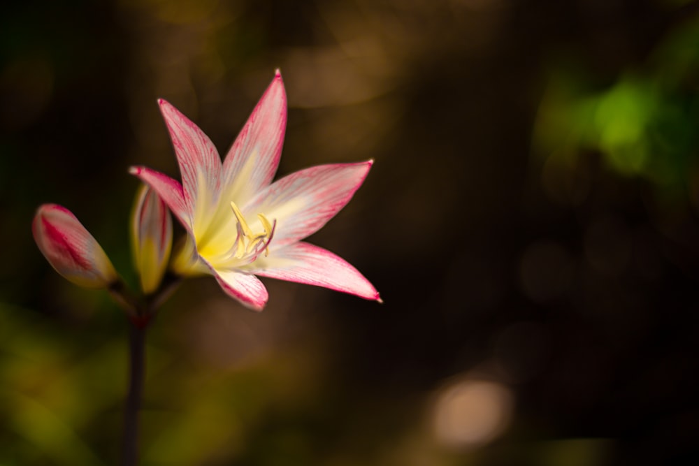 pink and white petaled flower