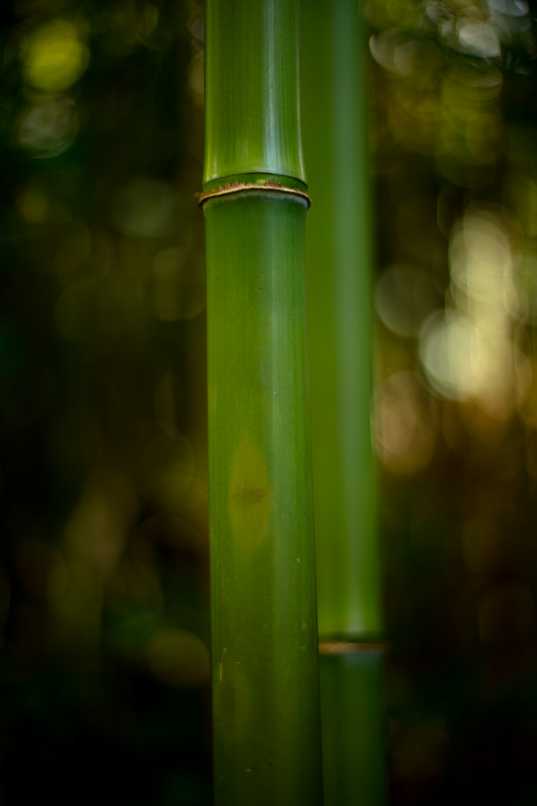 bamboo trees