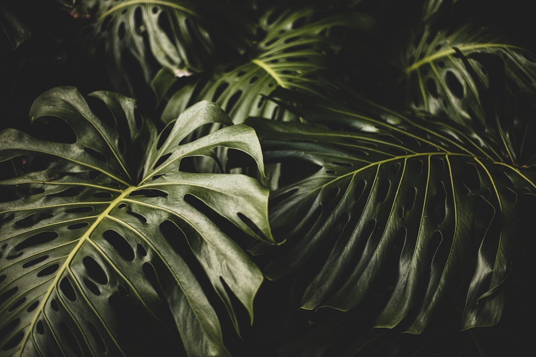 seelctive focus photography green leafed plants