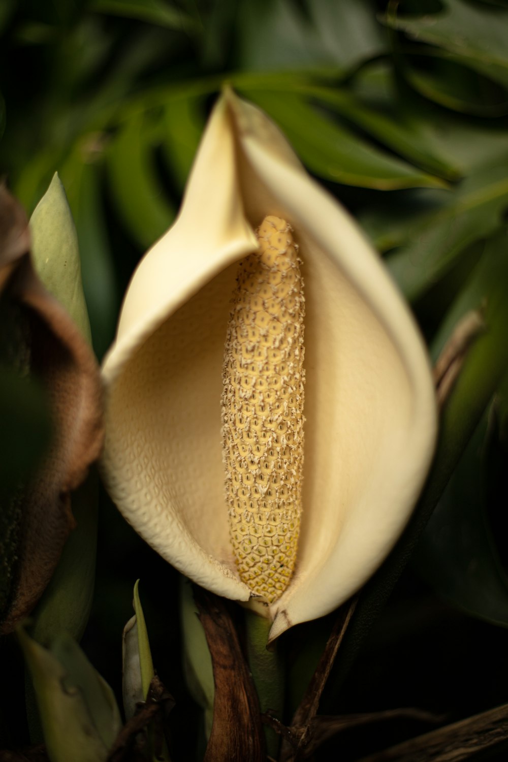 white peace lily