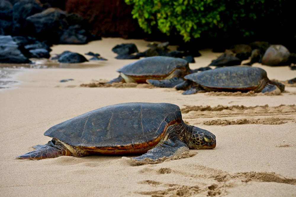 turtle on seashore