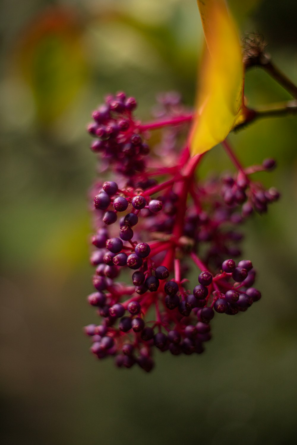 a close up of a flower on a tree