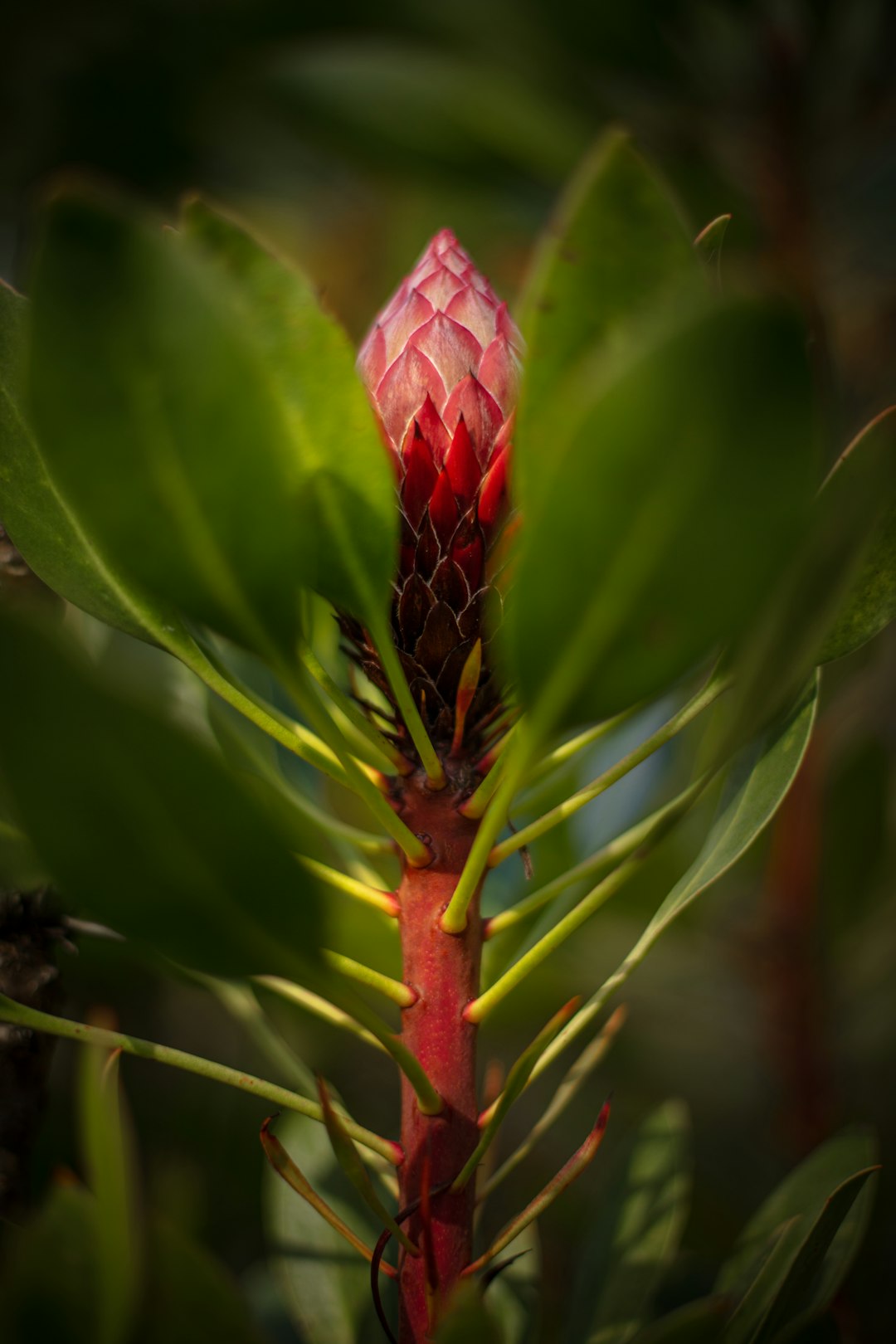 red petaled flower