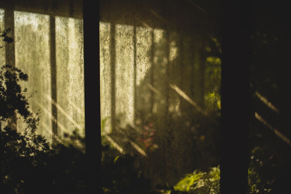 plants beside net