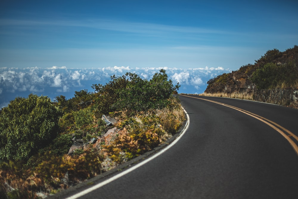 road near trees