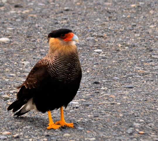 black and beige bird on ground in El Calafate Argentina