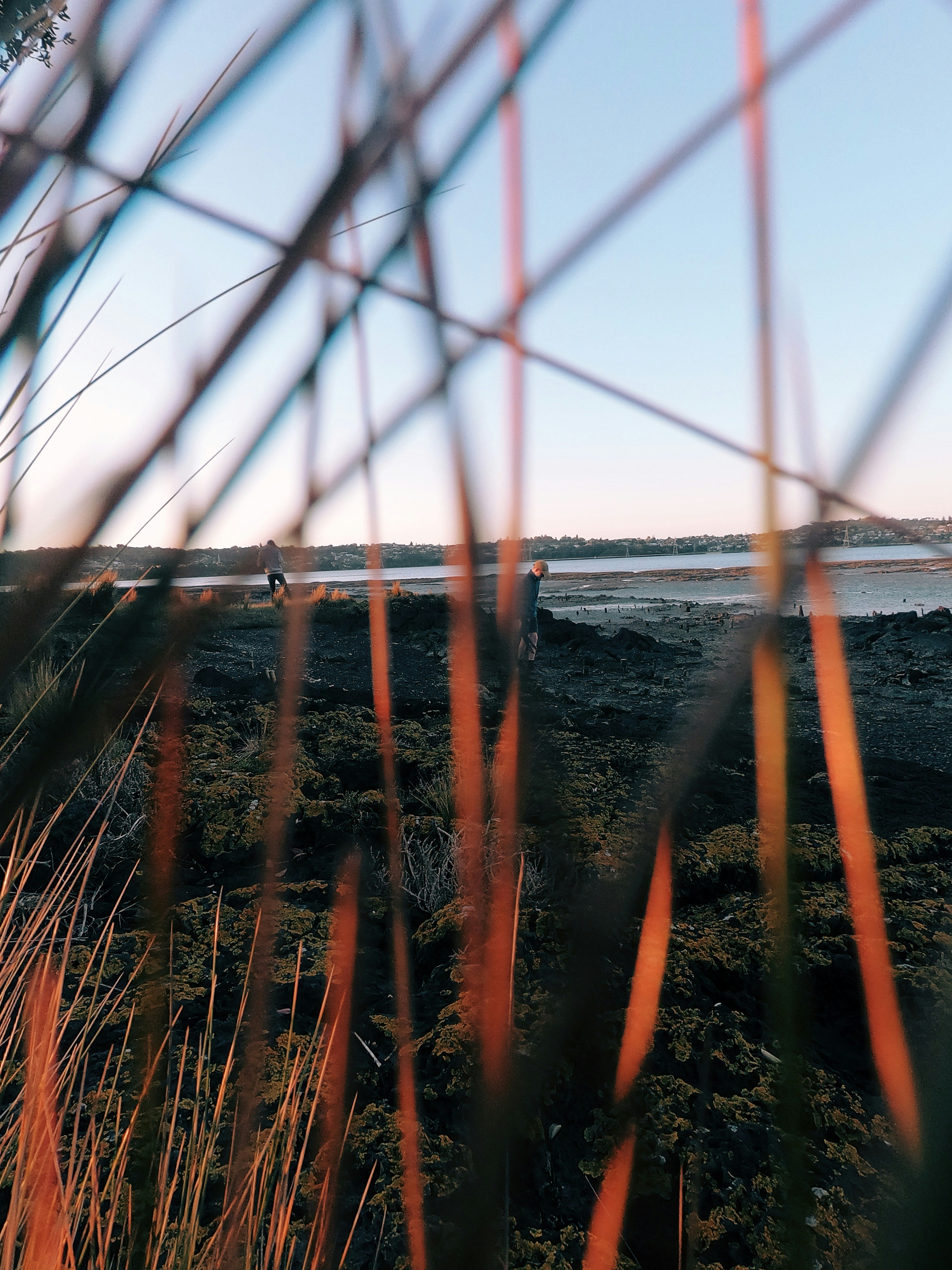 aerial photography of forest viewing body of water during daytime