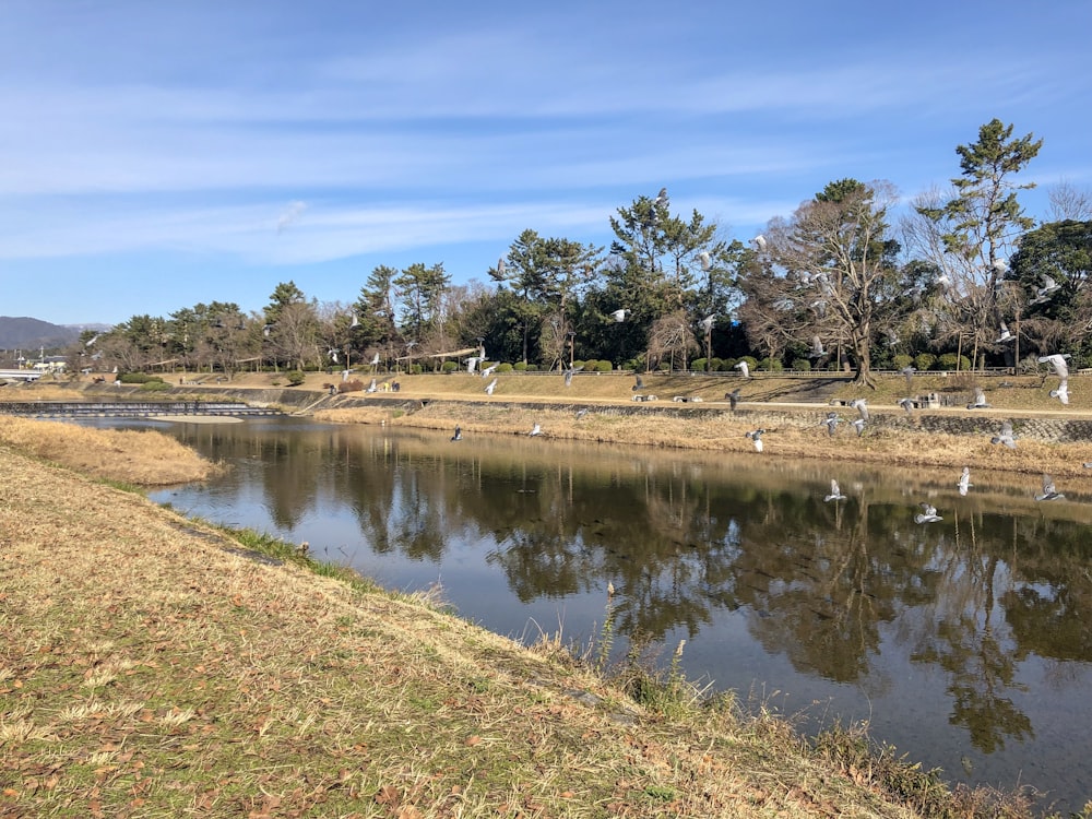 river near park