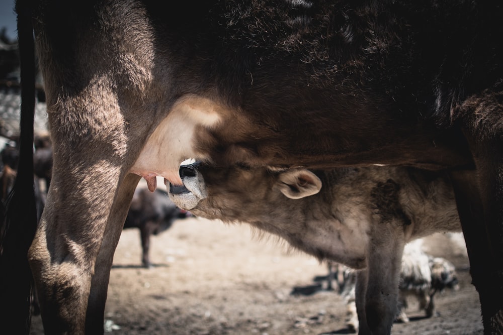 cattle calf drinking milk on cattle's udder