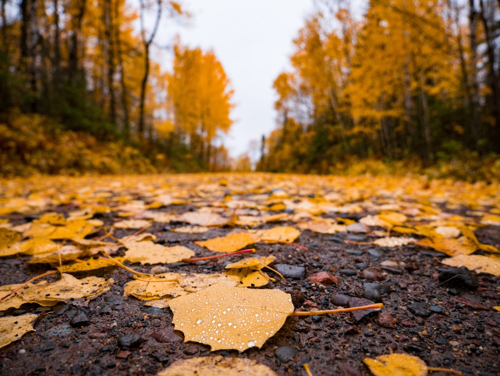 orange maple leaves on road during daytime