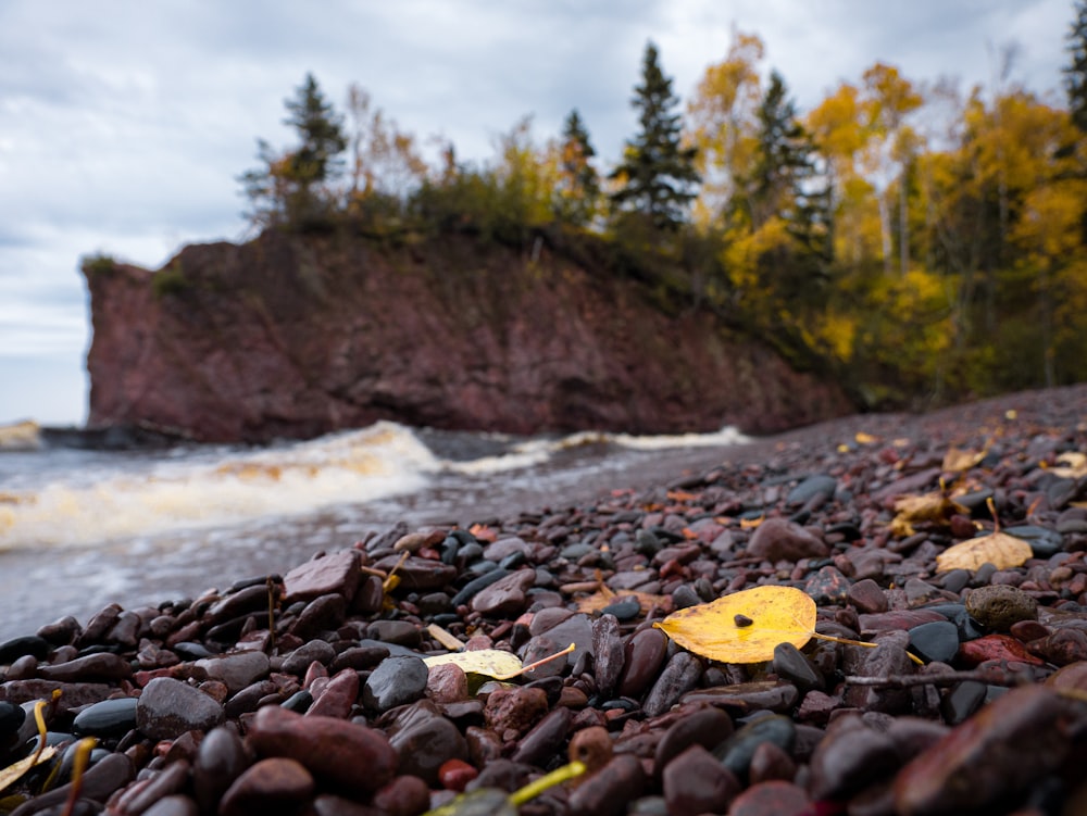 brown and black rocky beach