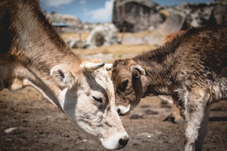 Two cows, one larger and one calf, are gently touching heads against a backdrop of rocky terrain. The moment conveys a sense of connection and mutual affection, with both animals appearing relaxed and calm in an open field setting with blurred rocks in the distance.