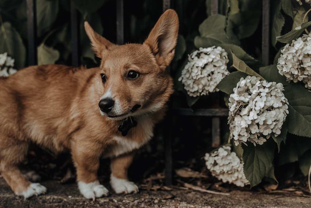 a brown dog standing next to a bunch of white flowers