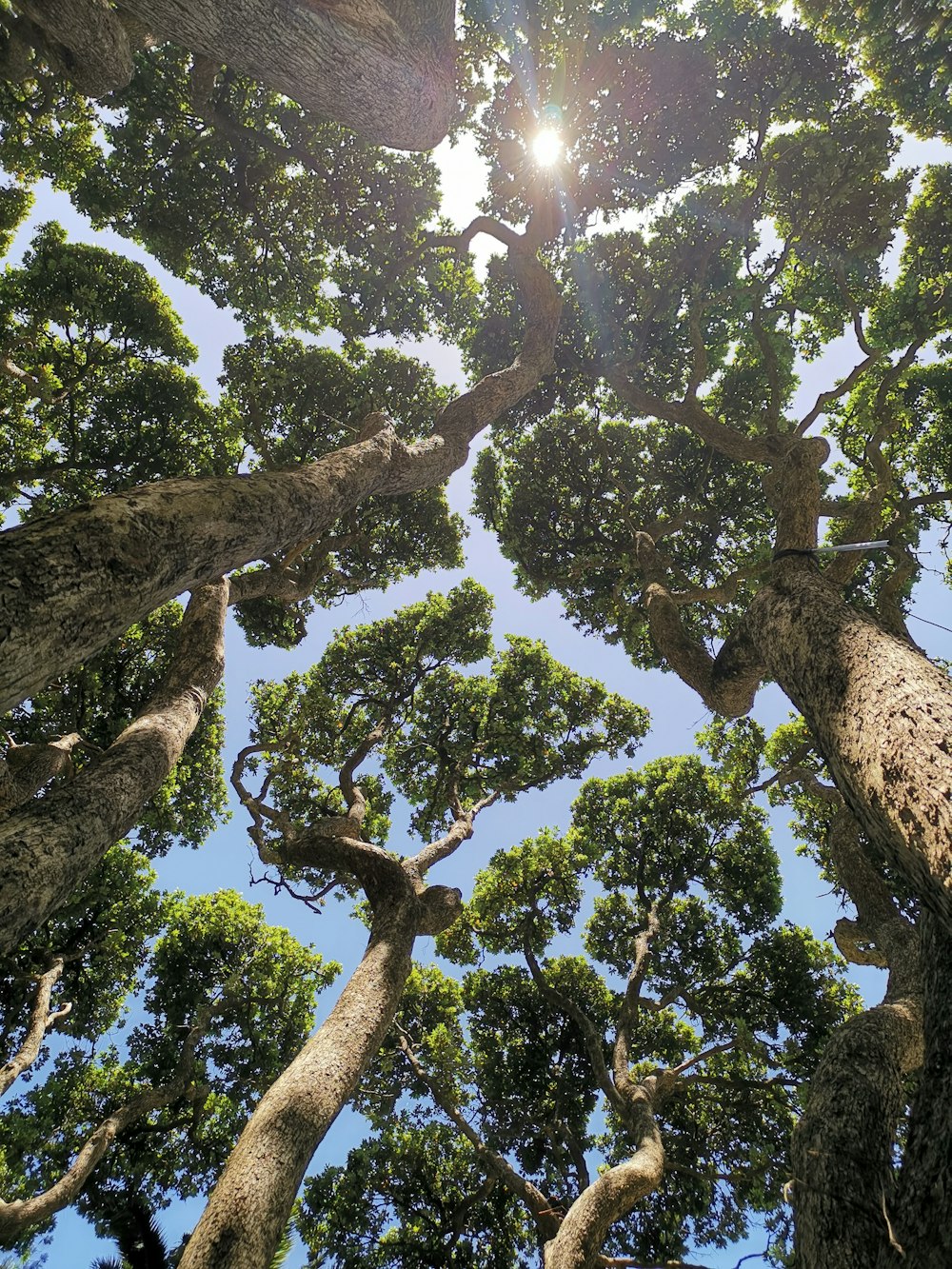 green-leafed trees worm's-eye view photo