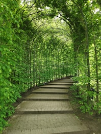 green vine plants on arc covered pathways