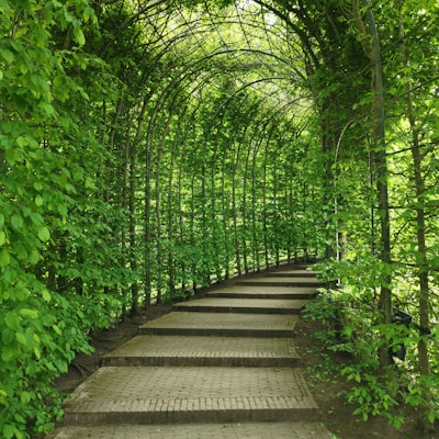 green vine plants on arc covered pathways