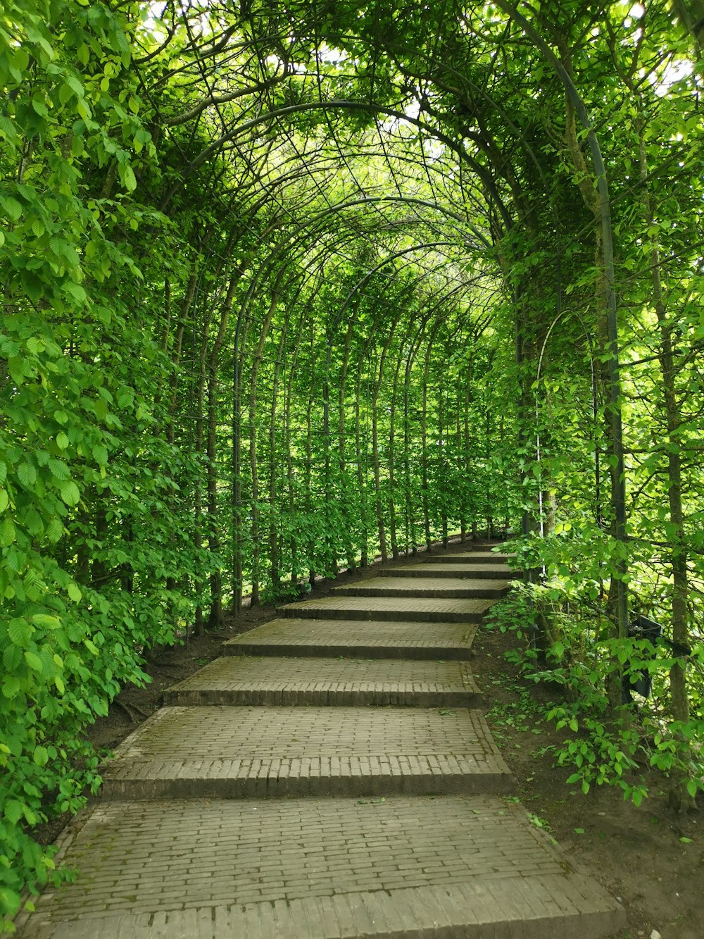 Plantas de vid verde en caminos cubiertos de arco