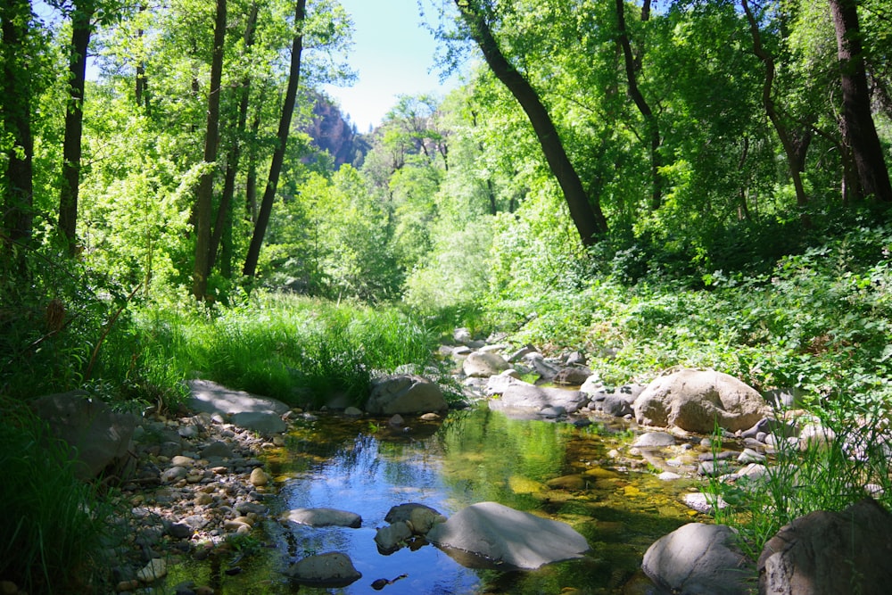 river in forest