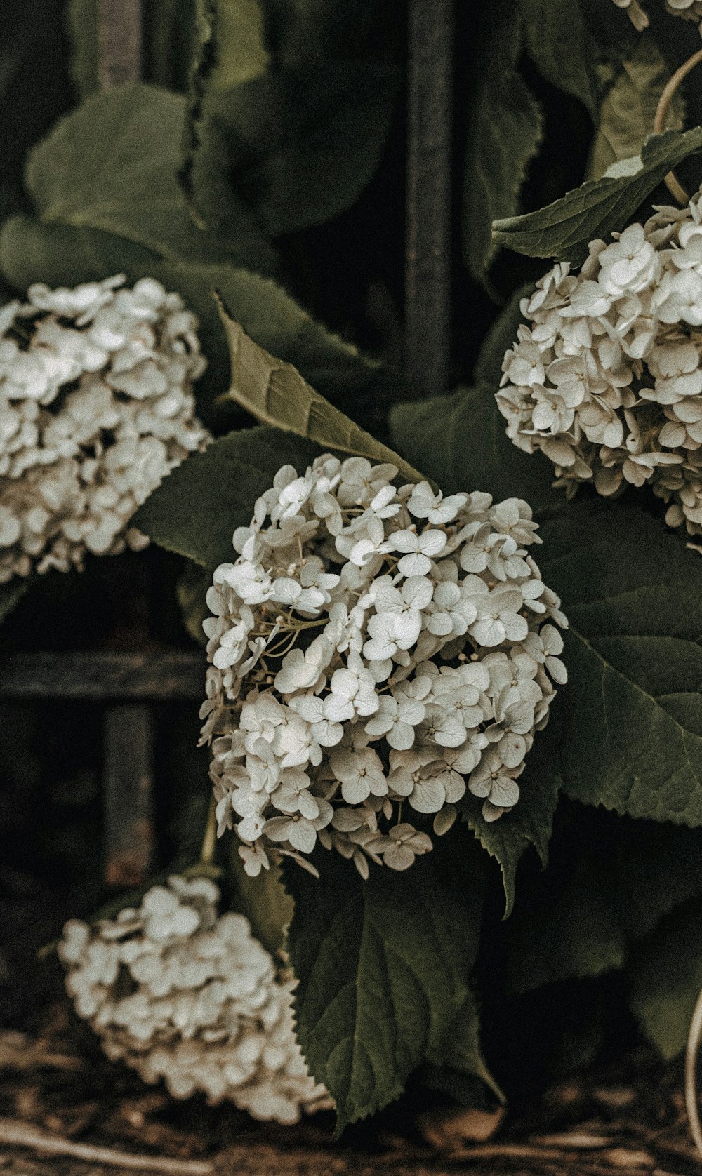 green hydrangea flowers