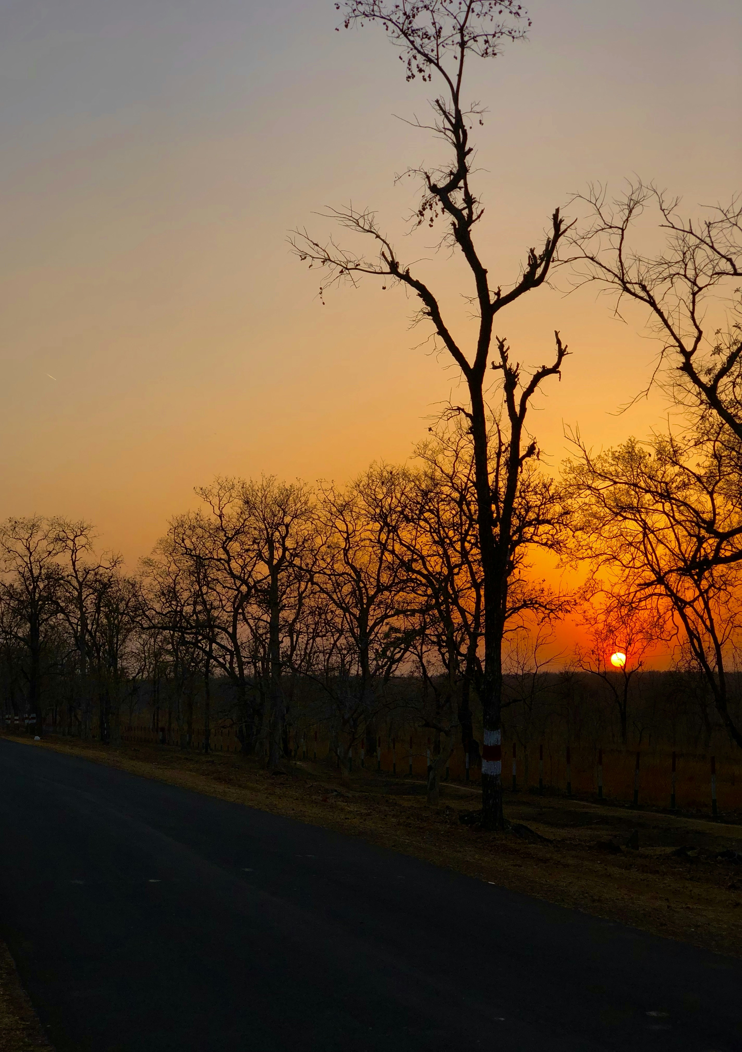 The sun is setting over the trees on the side of the road photo – Free ...