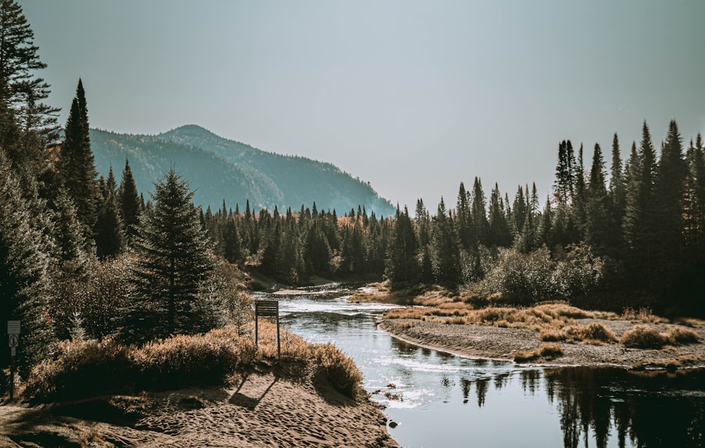 river flows near pine trees at daytime