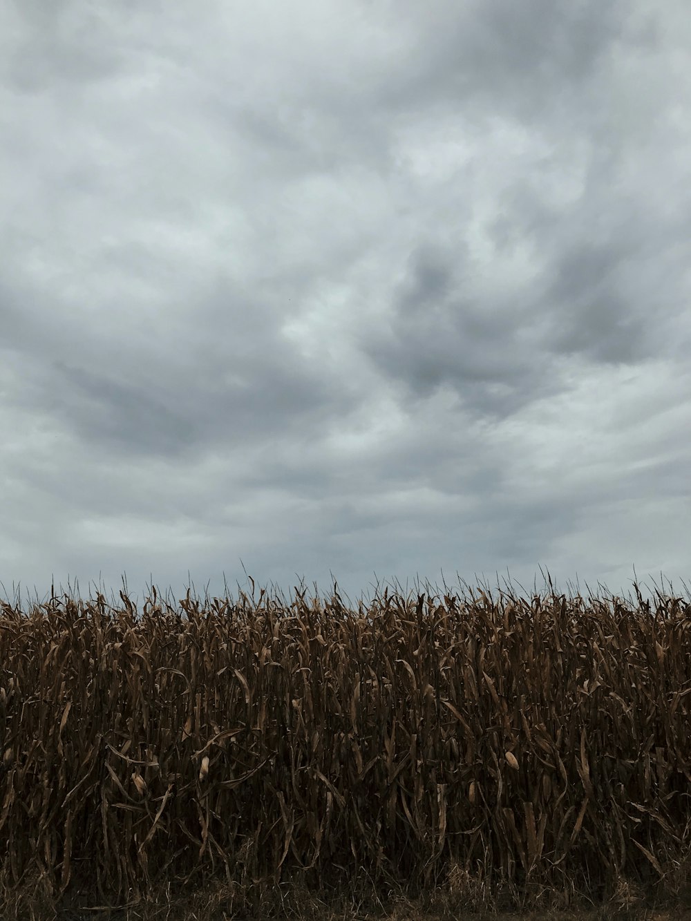 昼間の白と灰色の空の下の茶色のトウモロコシ畑